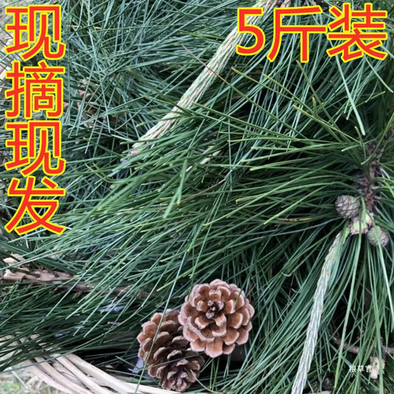Fresh Pine Needles with Branches, Pine Needles from the Mountainous Areas, Picked from Old Trees, Freshly Picked and Shipped, Genuine Product, Both Food and Medicine, of the Same Origin