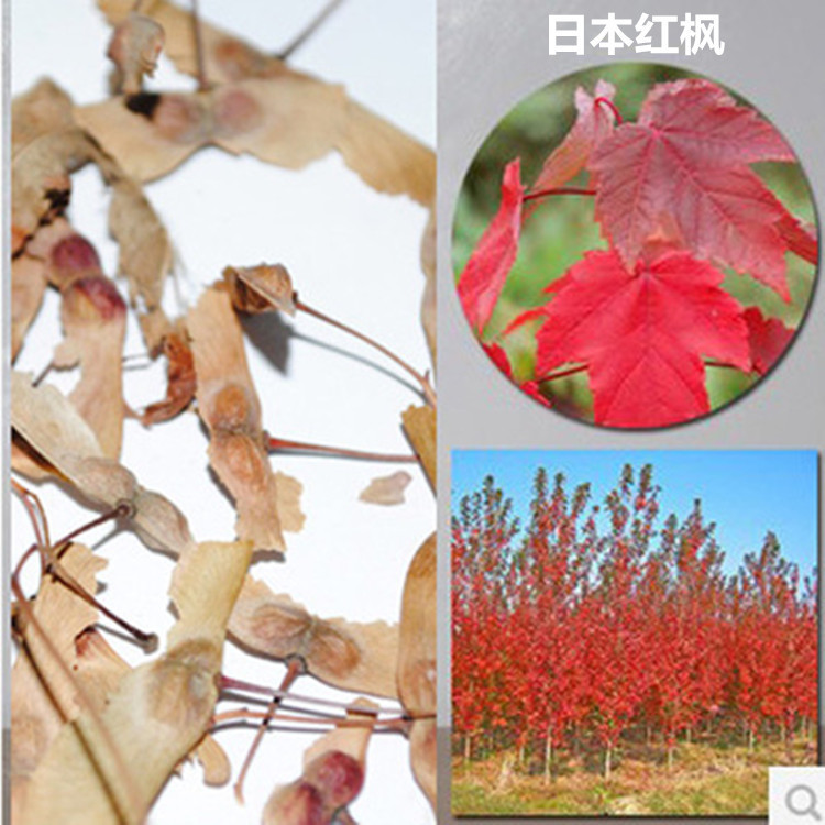 批发林木种子 日本红枫种子 五角枫 元宝枫12种槭树类彩叶树种