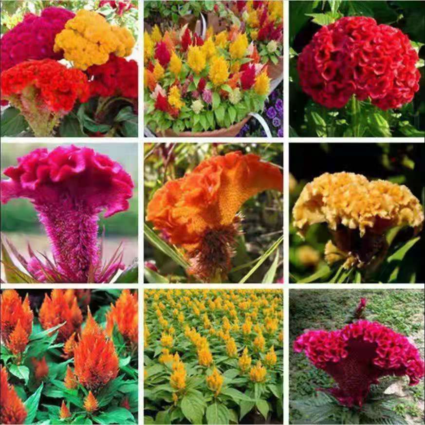 Semillas de flores semillas de cuatro estaciones al por mayor estrella de sol cosmosa de flores