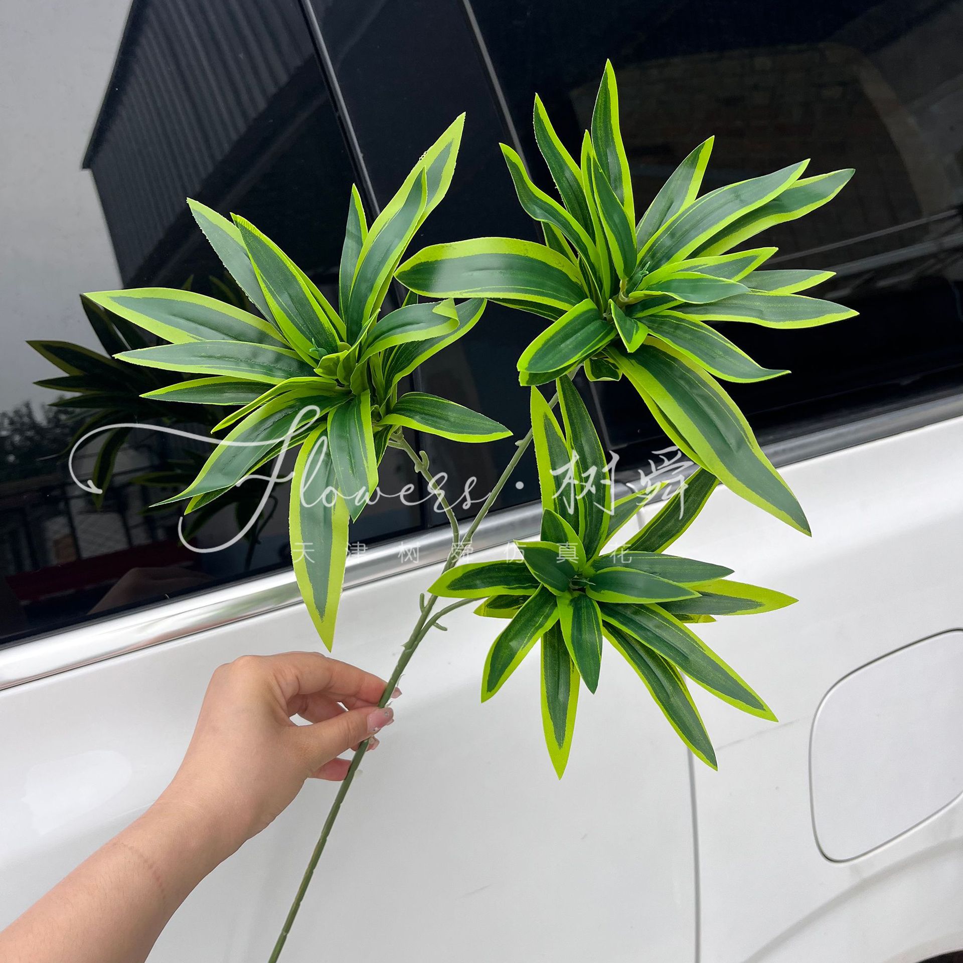 3 tenedores de lirio de bambú-borde amarillo verde (3 #)