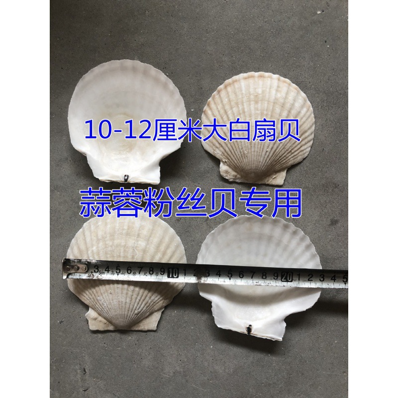 10— 12cm 흰색 가리비(BBQ용)