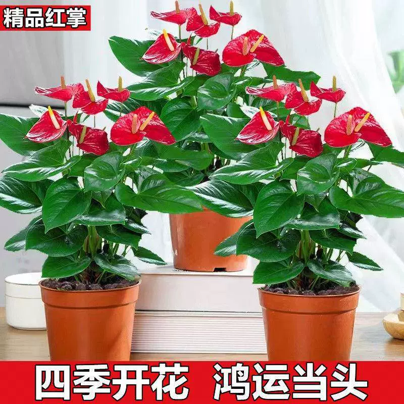 Гидропонные антуриумы и белые пальмы в горшках, легко выращиваемые зеленые растения в офисе, цветущие в любое время года, в гостиной.