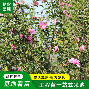 Base Wholesale Hibiscus Saplings Courtyard Greening Clusters of Hibiscus Flower Trees Road Green Belt Ornamental Flowers and Trees Easy to Survive