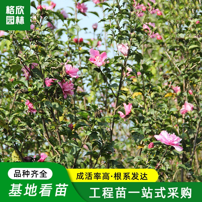 База оптом саженец гибискуса двор зеленый комок дерево гибискуса Дорога Зеленый пояс декоративные цветы и деревья легко выжить