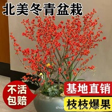 北美冬青盆栽树苗耐寒年宵花卉真鲜花带冬红果盆景老桩喜庆苗木