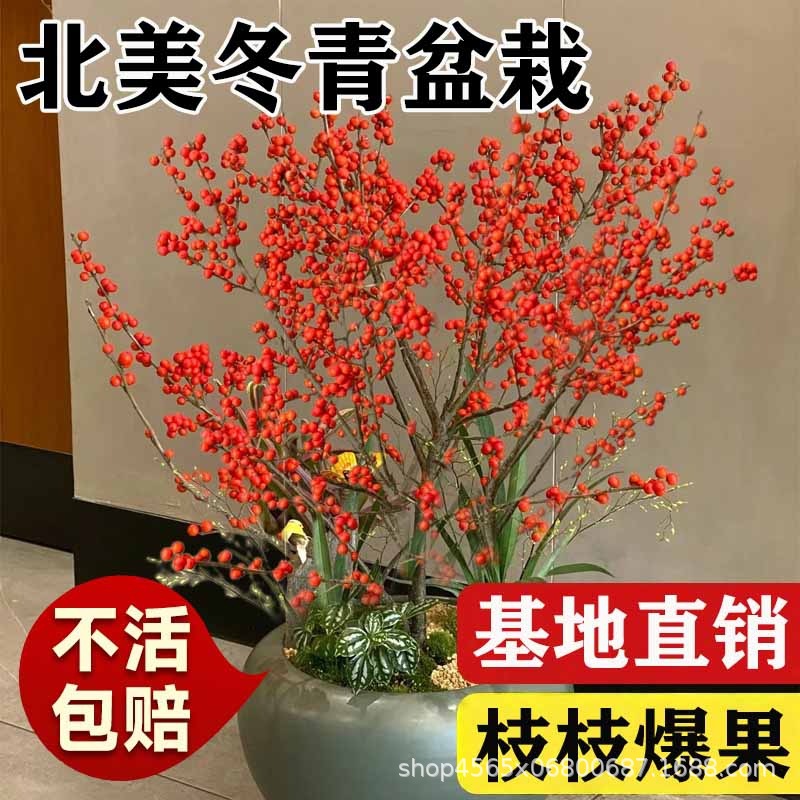 北美冬青盆栽树苗耐寒年宵花卉真鲜花带冬红果盆景老桩喜庆苗木