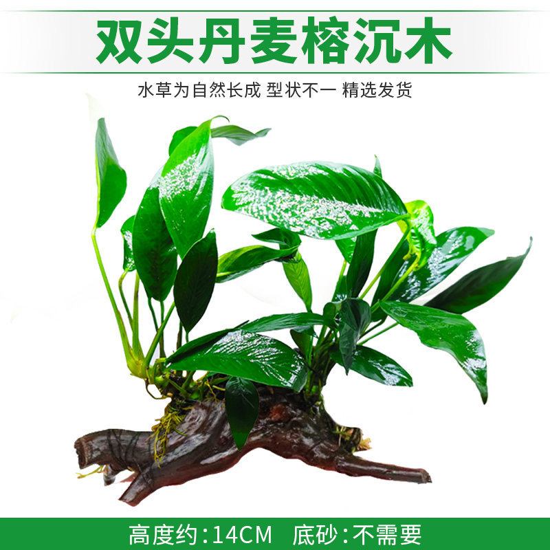双头丹麦榕沉木