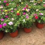 ������������̫�������ذ��������ɫ�߲ʴ����ʻ�֦�����Զ�ɫ