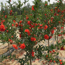 火花树  烟火树 腊梅 花石榴 红叶李 紫叶李 乔木 灌木 绿化报价