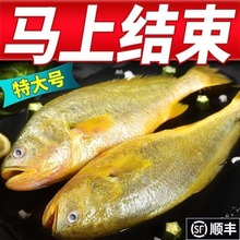 整箱東海大黃花魚新鮮大黃魚鮮活冷凍黃生鮮海鮮類批發水產大海魚