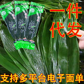新鲜大粽叶真空装包粽子的叶子天然野生箬叶端午干粽子叶新叶