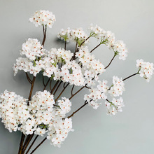 �����滨֦����ʽ��ˇ���Ļ�c�Ҿ��bzӰ���߷���ֲ�﹤�S���l