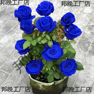 �¼����������{ɫ�ϸ�õ�廨�����ֱ�l�ش��_�������Ϙ��ļ��҃�