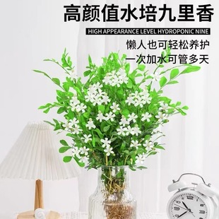 ����������ˮ��ֲ����Ã����՚��҃����򻨻ܗd�ӻ����B�Gֲ�r��