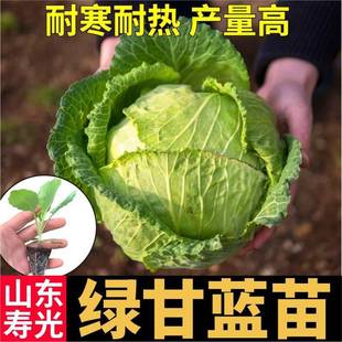 �۹�G���{����A�ĸ��{���Ĳ˴��^��ɏ������ײ˷N�����ļ�����