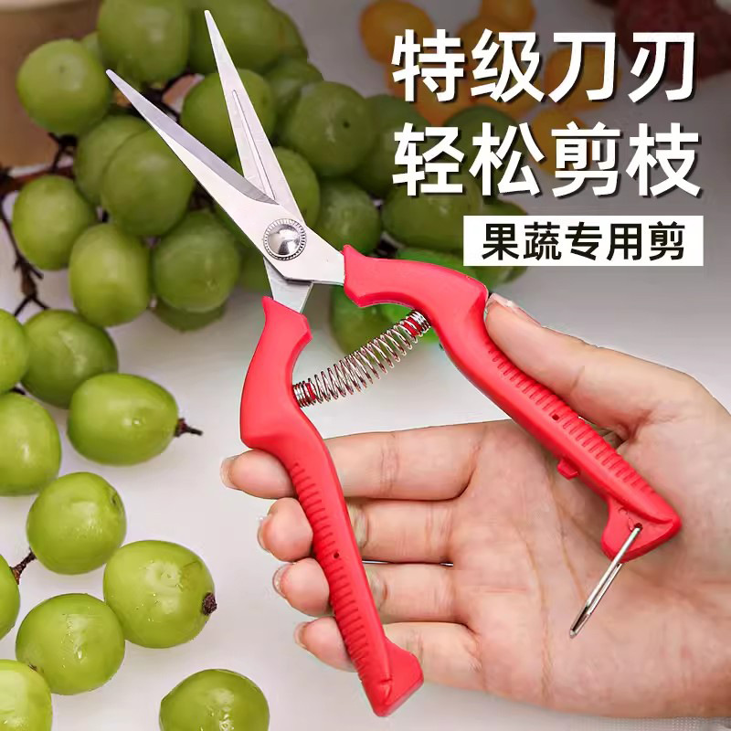 强力水果摘果剪橘子采果剪葡萄花椒专用修枝专用剪刀蔬果采摘剪子