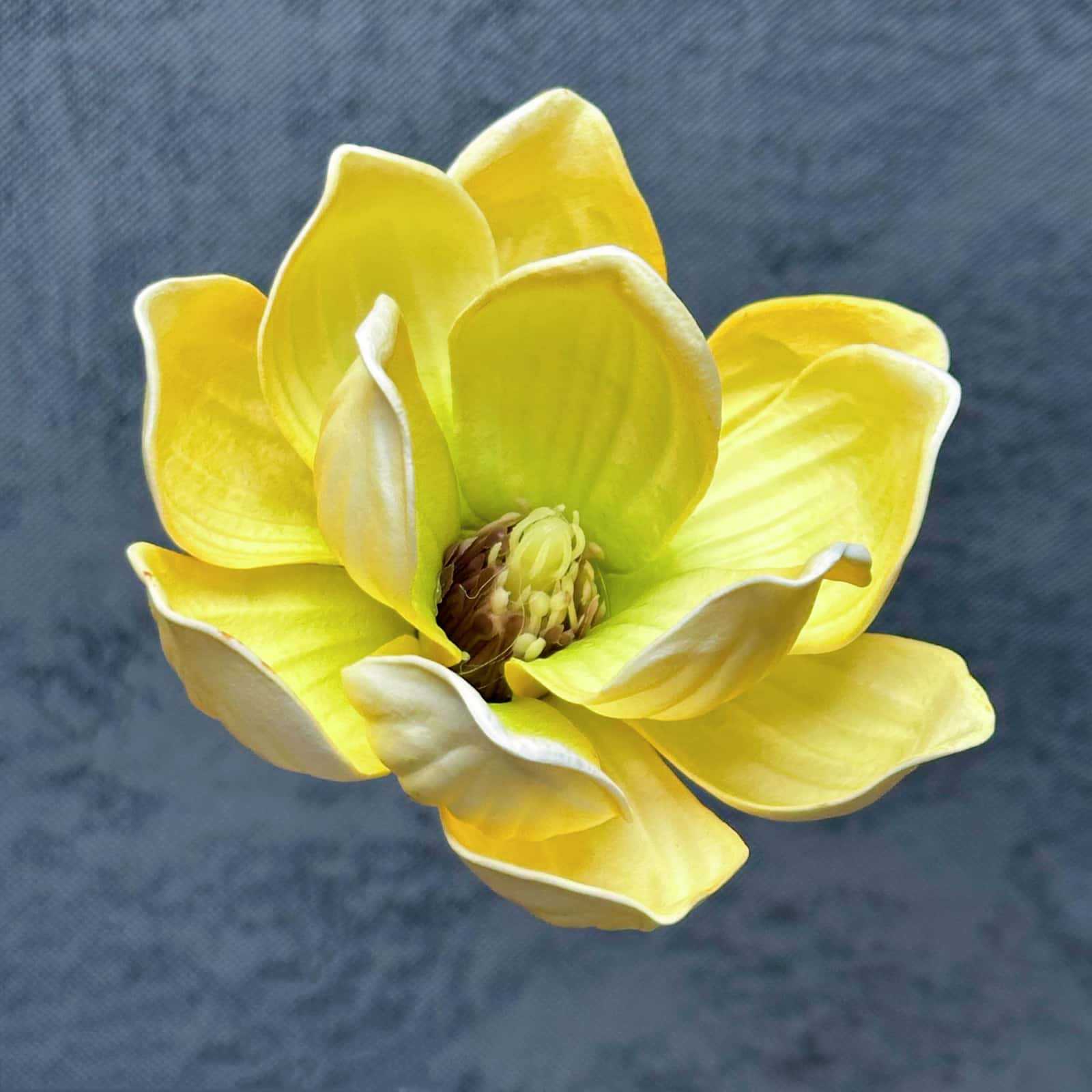 Flor de simulación transfronteriza EVA cabeza de magnolia 13cm tacto tocado kapok decoración decoración decoración flor falsa al por mayor