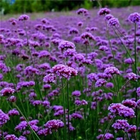 Venta al por mayor de semillas de flores y plantas eustoma malvarrosa peonía cobre dinero hierba margarita rosa sol peonía flor combinación de flores