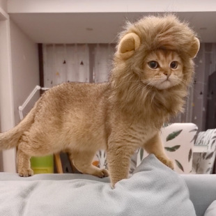 Cat Lion Headgear Rabbit Ears Small Dog Dog Hat Pet Cute Funny Accessories Headgear Shengling