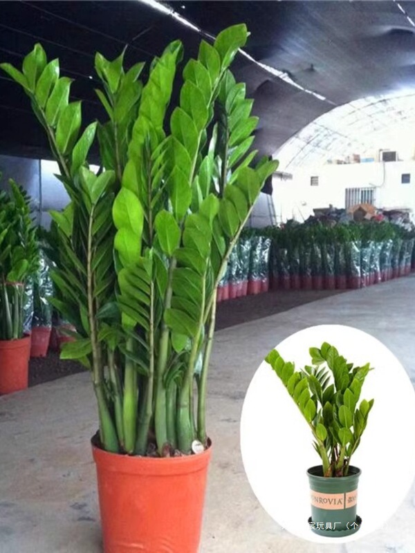 Money Tree Indoor Living Room Large Green Plant Potted Bonsai Flower Office Foliage Fortune Plant Free Shipping Including Pot