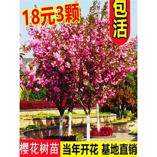 Japanese Saplings Are Planted in the Courtyard, Landscape Trees Are Grafted with Large Flower Seedlings, Potted Plants Are Planted in Outdoor Houses, and They Are Easy to Maintain and Cold-Resistant in All Seasons