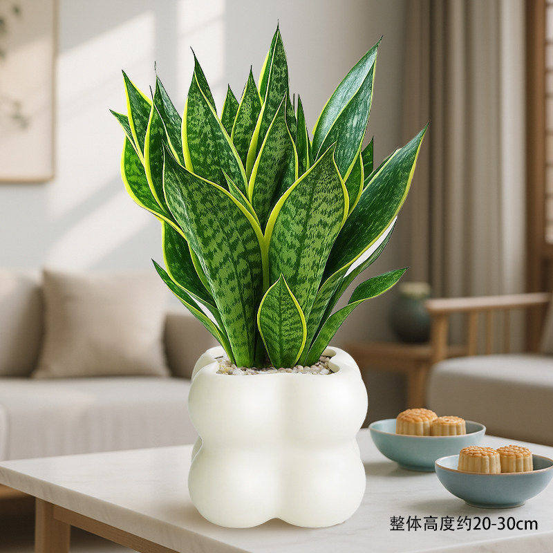 Select a+ grade phnom penh tiger orchid + bread basin + ceramics + fertilizer