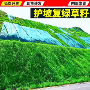 Slope Protection Soil-Fixing Grass Seeds, Evergreen Slope Greening Lawn, Drought-Resistant Bermudagrass Fish Pond Slope Protection King Grass Seeds