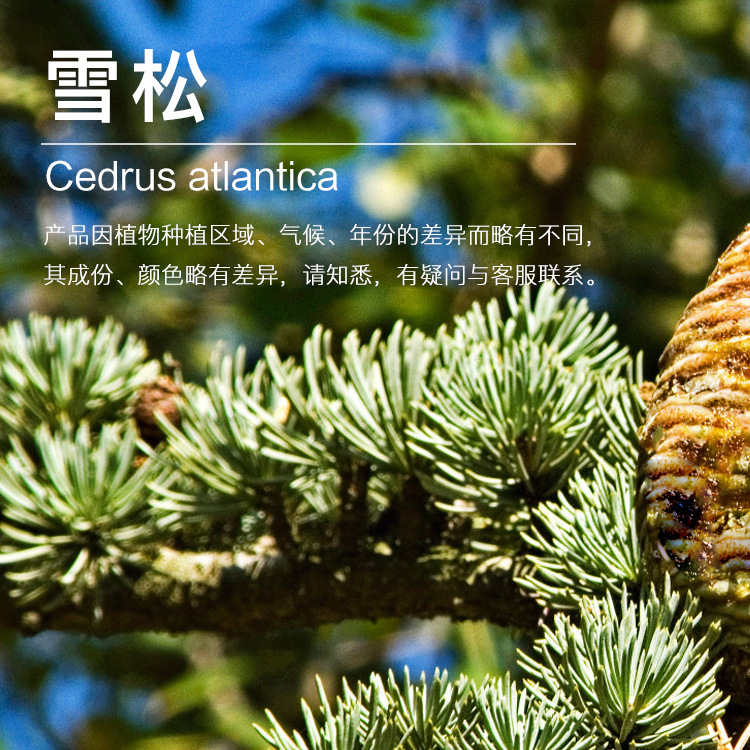 ���ҹ�Ӧѩ�ɾ��� ������ȡѩ���� ֲ��������������ӭ�ɹ�