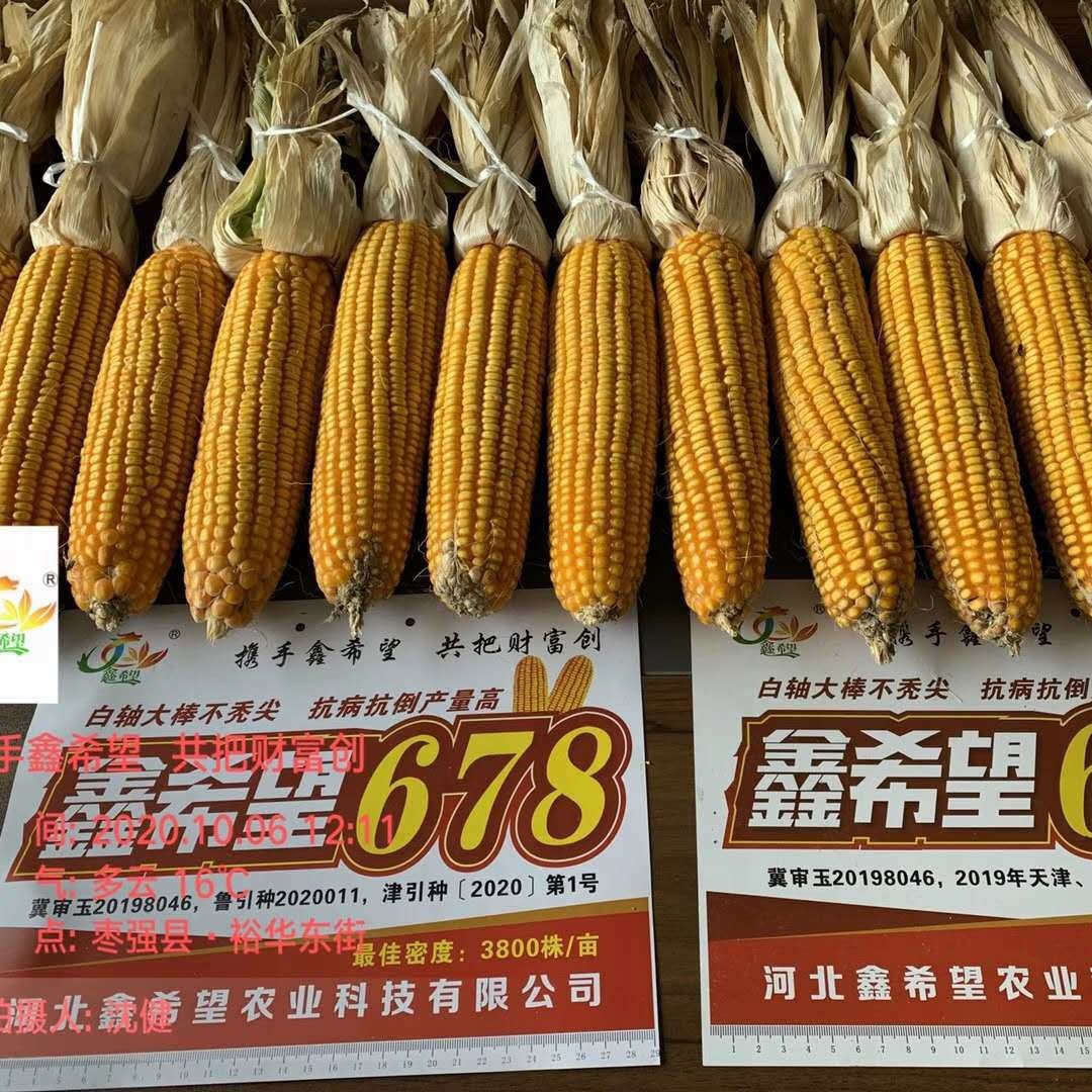 Wholesale corn seed variety Xinxiwang 678 factory direct corn seeds corn seed wholesale