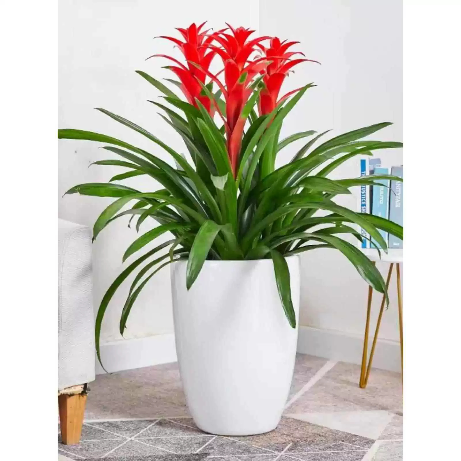 Удачные горшечные гидропонные зеленые растения, комнатные цветы для гостиной, простые в уходе антуриумы, которые цветут в любое время года.