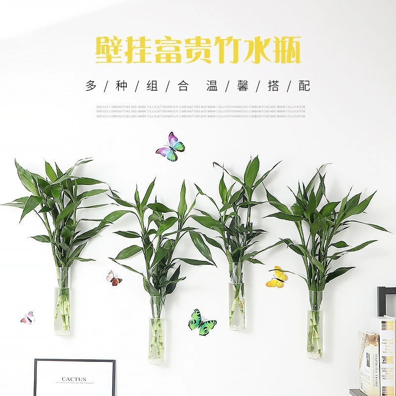 Настенная стеклянная ваза для выращивания богатого бамбука, ваза для цветов в водной культуре, растение бамбука в водной культуре, прозрачная ваза для украшения стен