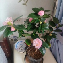 軨ԝɽܺBļ𻨲軨҃ͥԺ