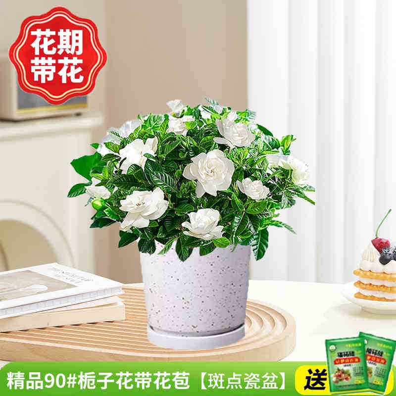 부티크 90#치자나무 개화기(점박이 도자기 화분)에 영양액을 공급