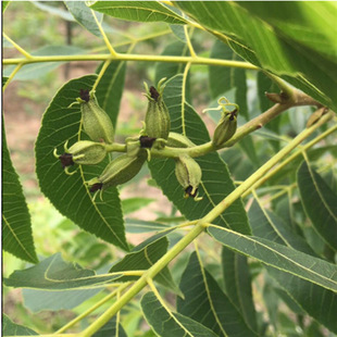 ɽ���ҹ�������ұ�Ƥ���Ҙ���8518��Ƥ��������Ժ����箔��Y��