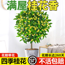 桂花树苗四季桂花卉盆栽八月桂花苗金桂大树地栽开花浓香丹桂庭院