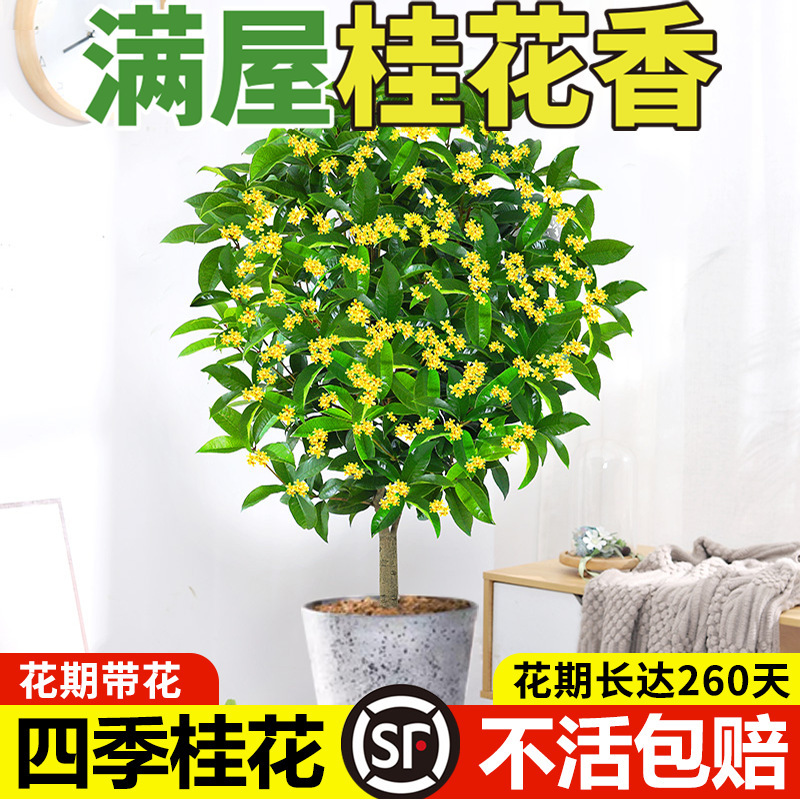 桂花树苗四季桂花卉盆栽八月桂花苗金桂大树地栽开花浓香丹桂庭院