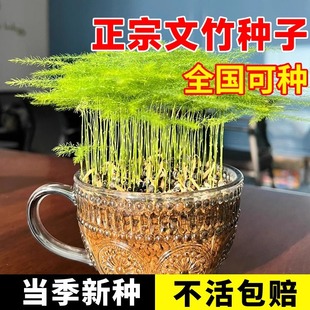 Asparagus Seeds Are Easy to Grow in All Seasons, Outdoor Balcony Courtyard Flower Pots, Evergreen Flowers and Plants, Easy-To-Grow Seeds for Foliage