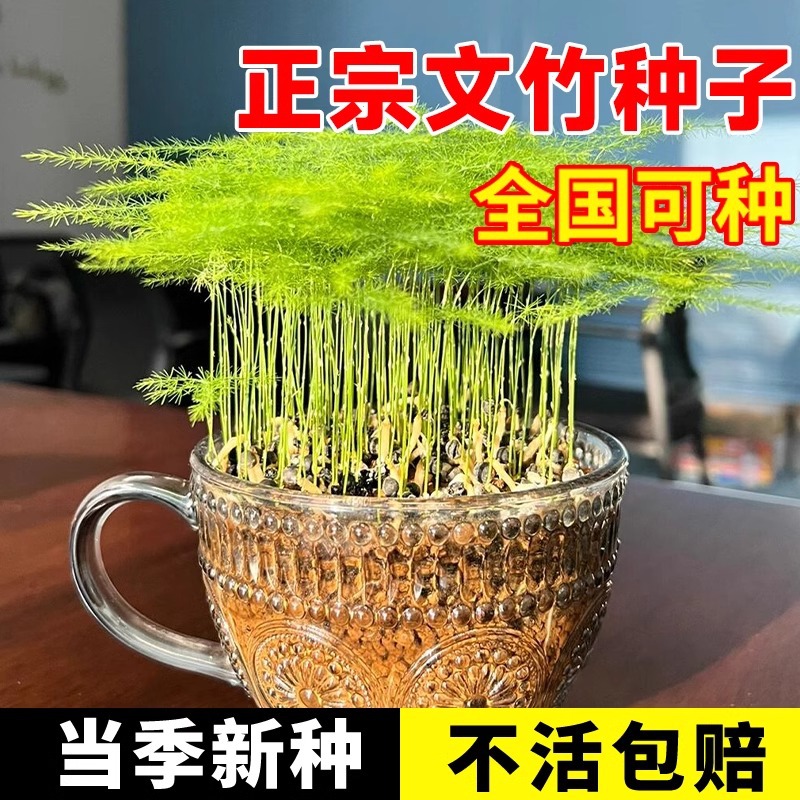 文竹种子四季易活室外阳台庭院花卉盆栽常绿花草植物观叶易种种籽