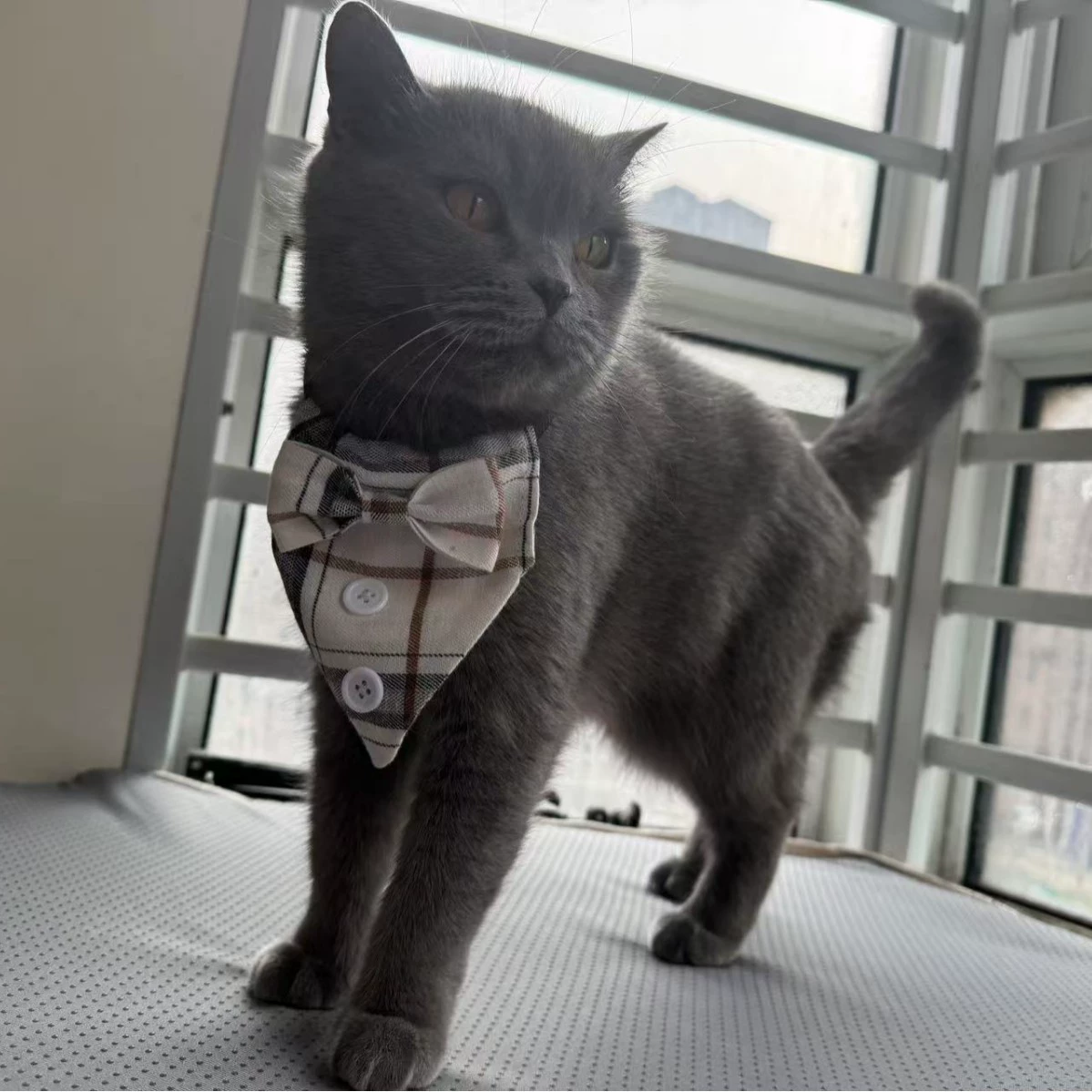 Новый воротник Aminger для домашних животных джентльмен воротник кошачий воротник треугольный шарф котенка