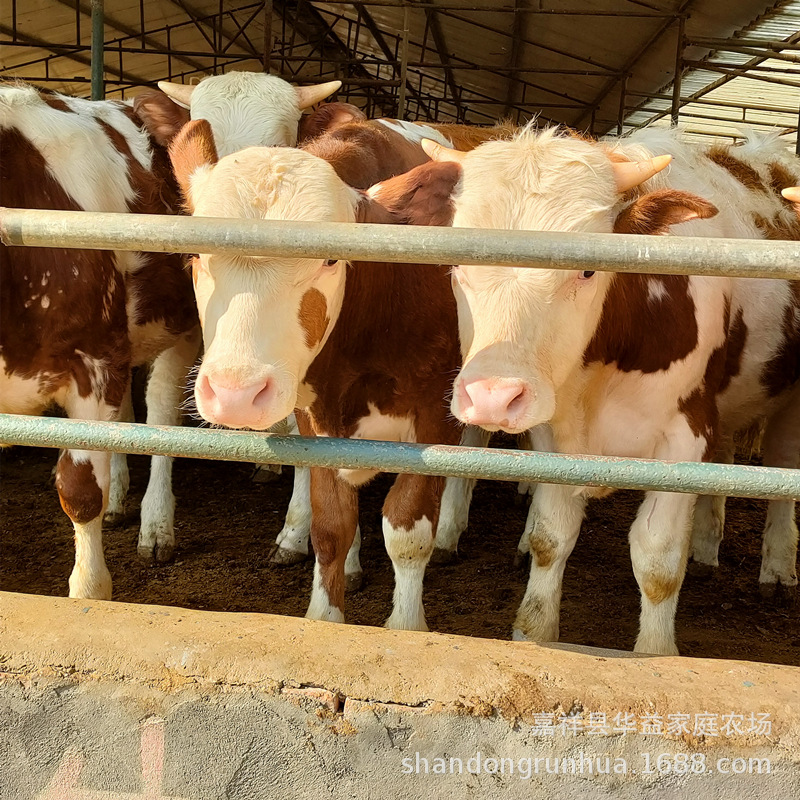 肉牛苗活体牛犊西门塔尔牛价格 改良牛 活肉牛良种 山东养牛场