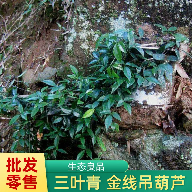 【深山采摘】野生三叶青 三叶草 金线吊葫芦 三叶崖爬藤