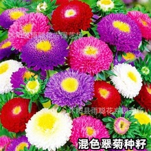 七彩糖果翠菊花种子菊花种子混色花期长盆栽花卉室内种植四季花开