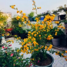 爬藤多花植物重瓣棣棠花苗盆栽花卉绿植耐寒冬黄花榆叶梅腊梅花苗