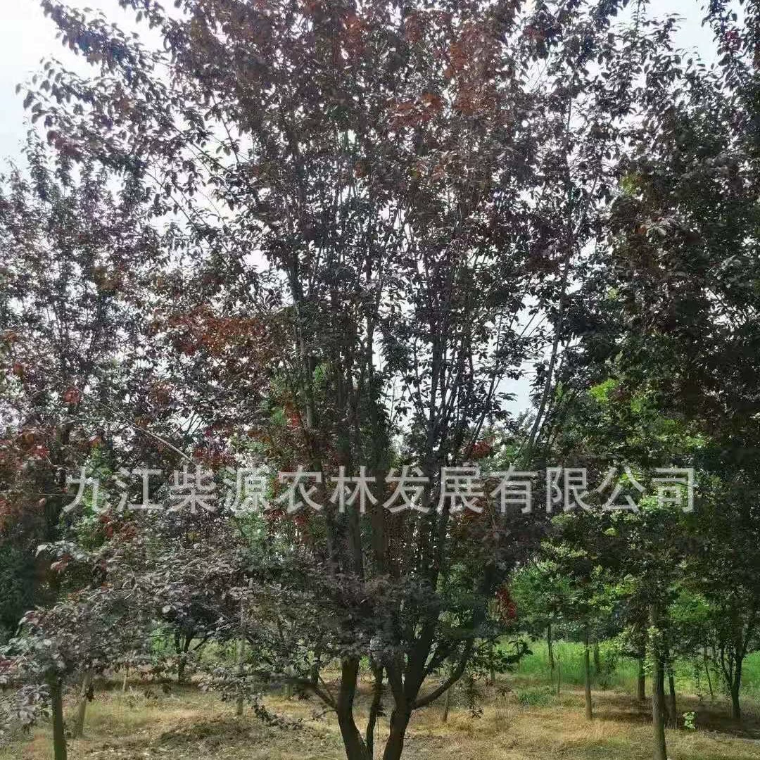Сельскохозяйственная и лесная база Чаиюань. Саженцы фиолетовой сливы 3cm-18cm года. Ликвидация лесоводческого питомника.