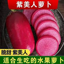 紫美人水果萝卜凤梨新鲜甜脆水果型潍坊红青萝卜冰淇淋冰糖心