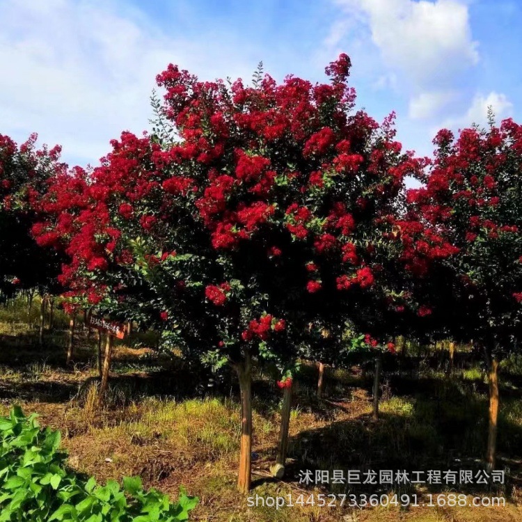 批发花卉苗木丛生红花紫薇树苗 大花紫薇 小叶紫薇品种齐全价格