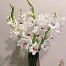 ļ׻׷NѿܷNӄmѻNԻͺ