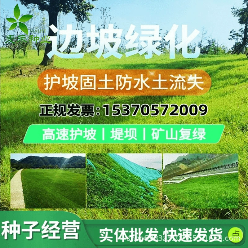 Защита склонов, фиксация почвы, газон, семена травы, вечнозеленый во все сезоны, проект озеленения, морозостойкий и засухостойкий райграс, бермудаграс, семена травы