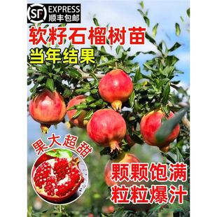 ʯ������ͻ��˹ܛ��ʯ��ͥԺ�o�ѹ����Ϙ������^�p�辰��������