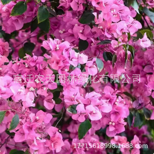 Bougainvillea Seedlings Climbing Vines Double-Petaled Old Pile Indoor Balcony Potted Florals Courtyard All Year Round Rose Pictorial